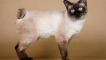 Mekong bobtail: как да се грижите и как да се храним